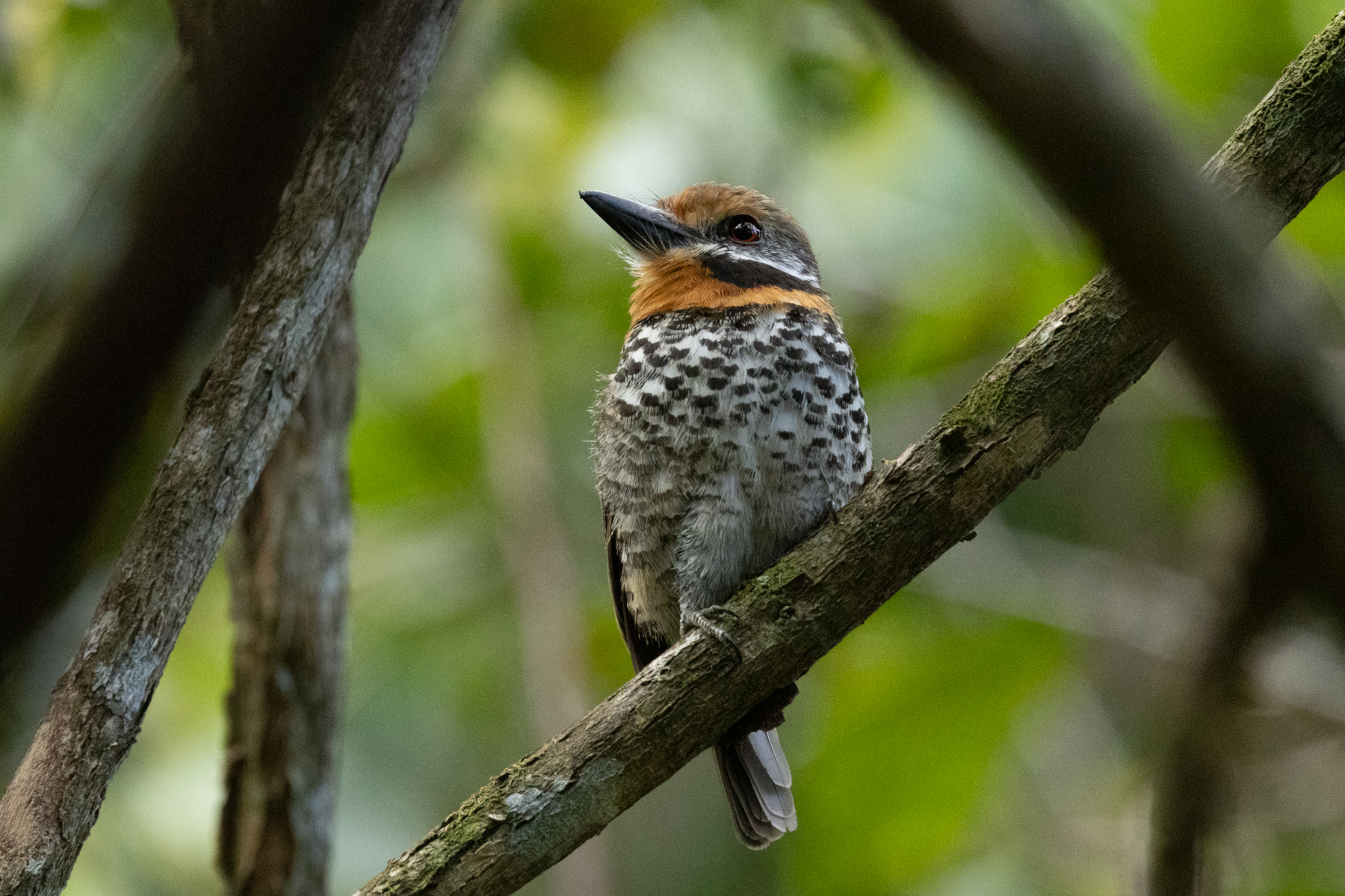 Spotted Puffbird (image by Eustace Barnes)