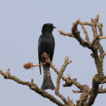 Square-tailed Drongo Cuckoo (image by Hannu Jännes)