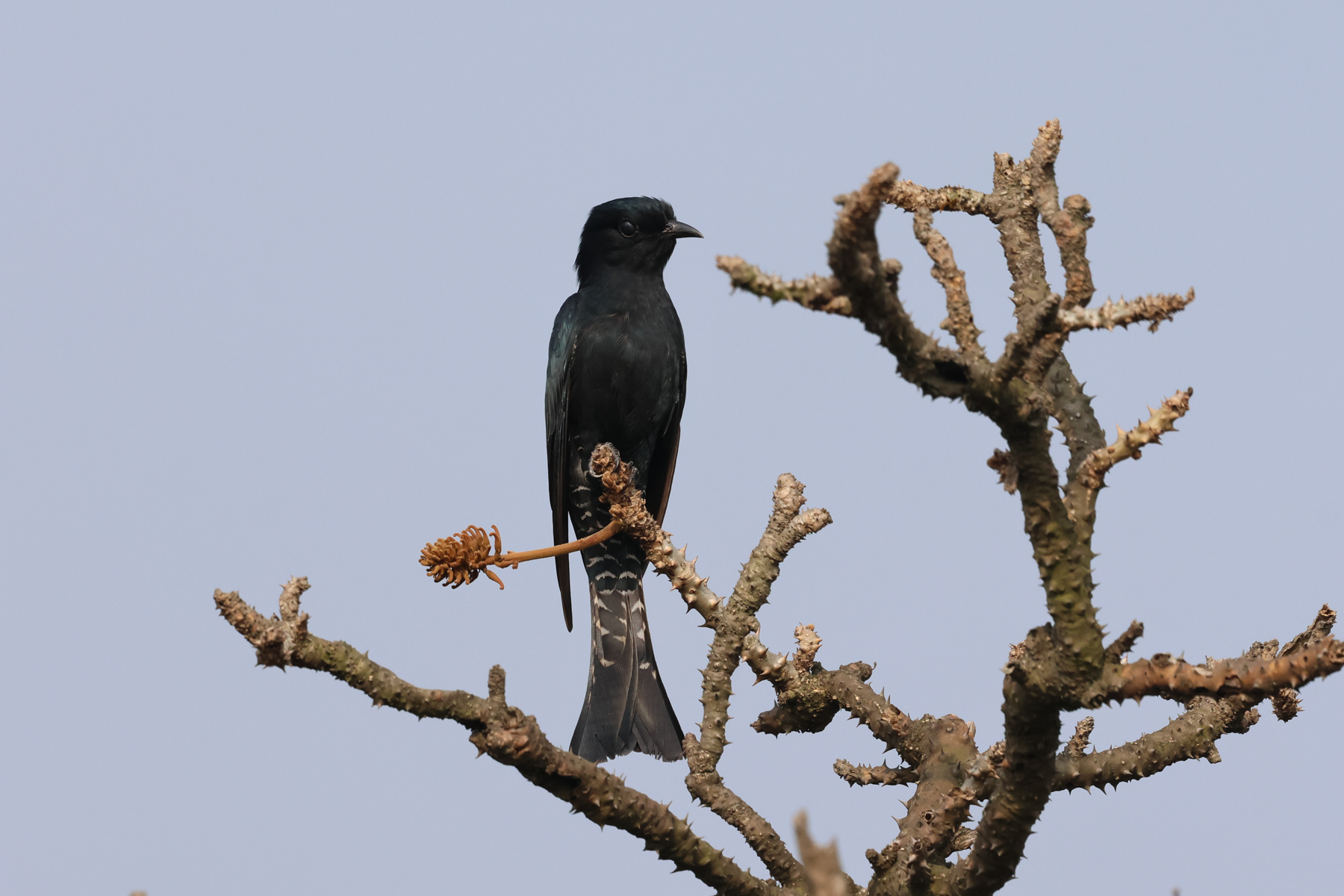 Square-tailed Drongo Cuckoo (image by Hannu Jännes)
