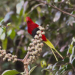 Stella's Lorikeet (image by Phil Hansbro)