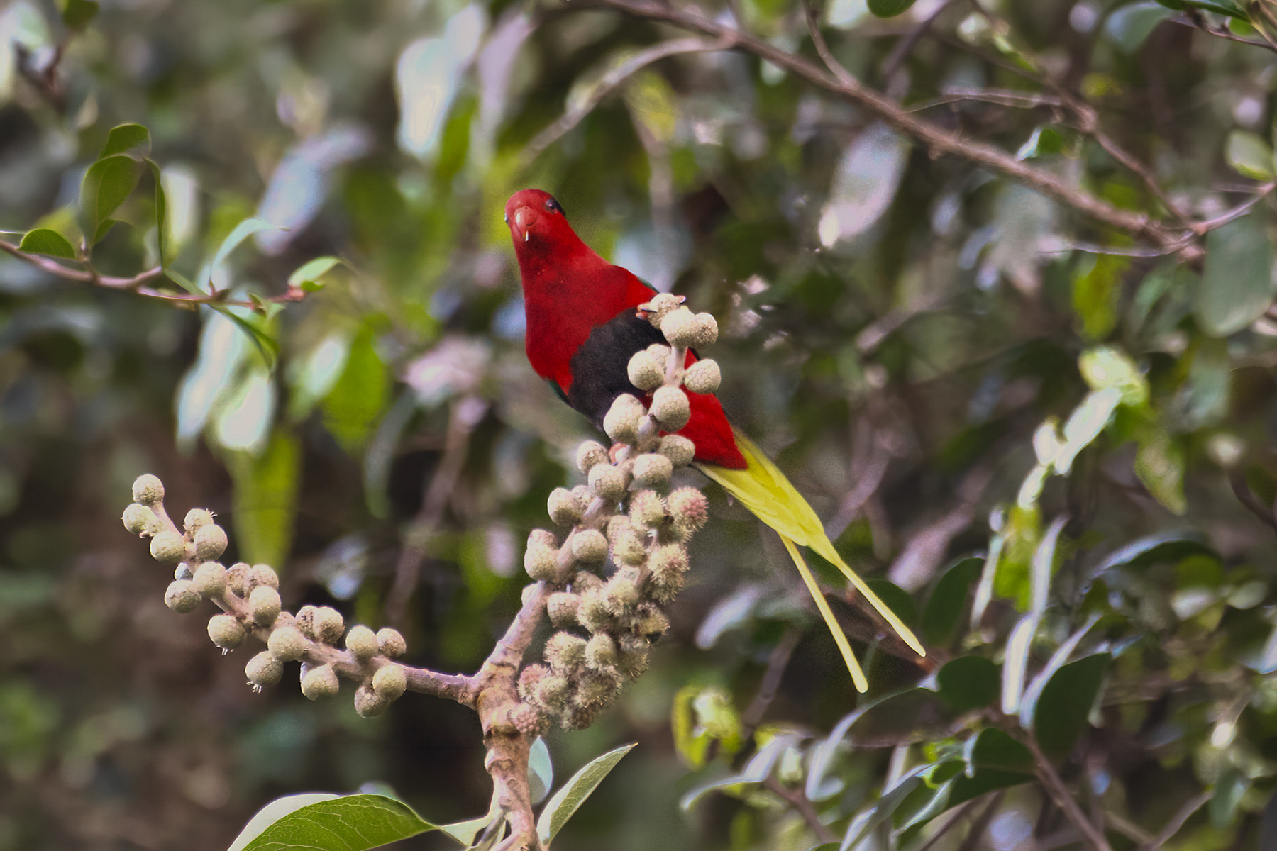 Stella's Lorikeet (image by Phil Hansbro)