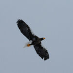 Steller's Sea Eagle (image by Dave Farrow)