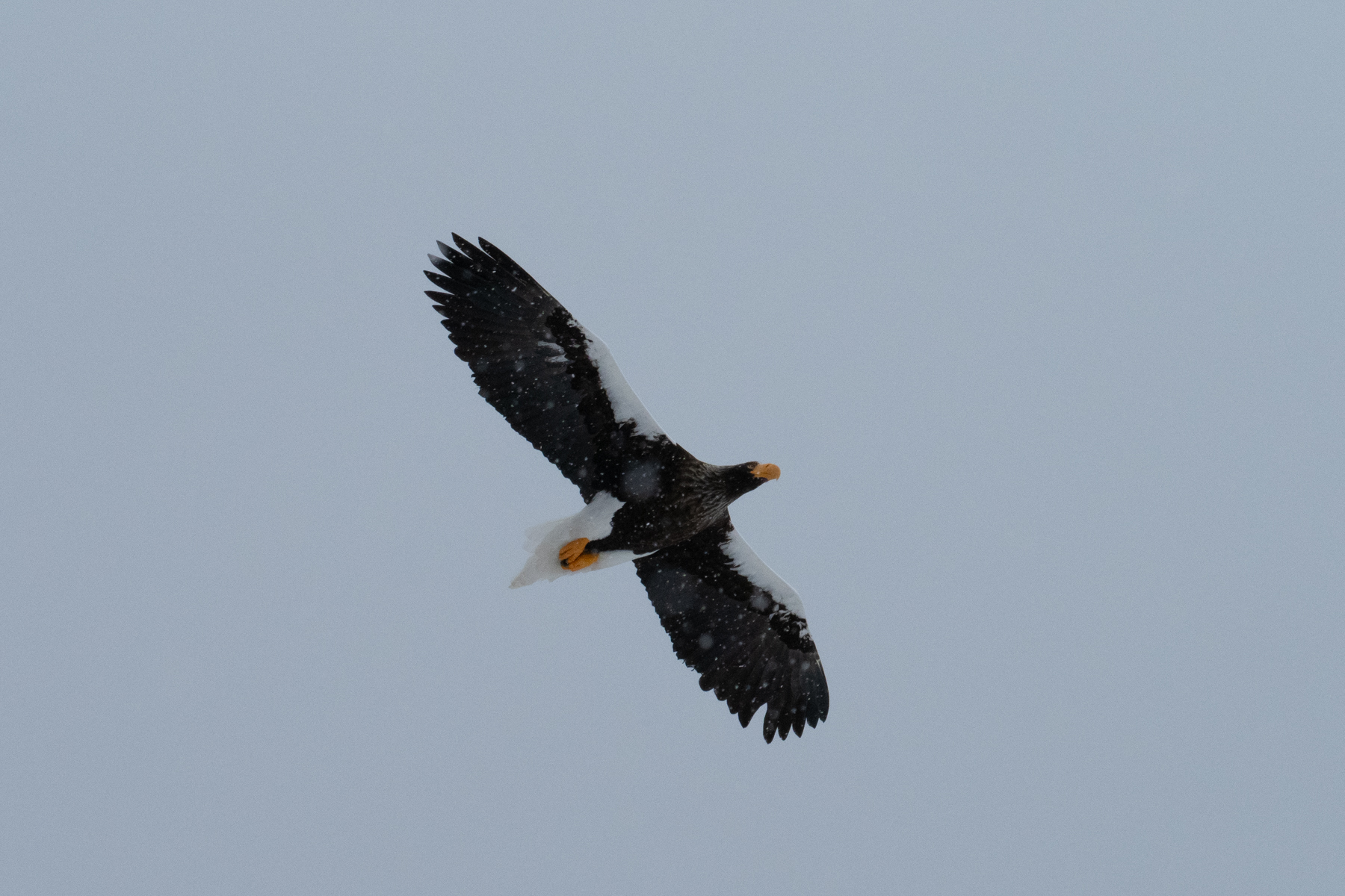 Steller's Sea Eagle (image by Dave Farrow)