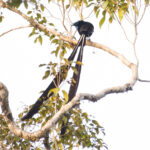 Stephanie's Astrapia male (image by Phil Hansbro)