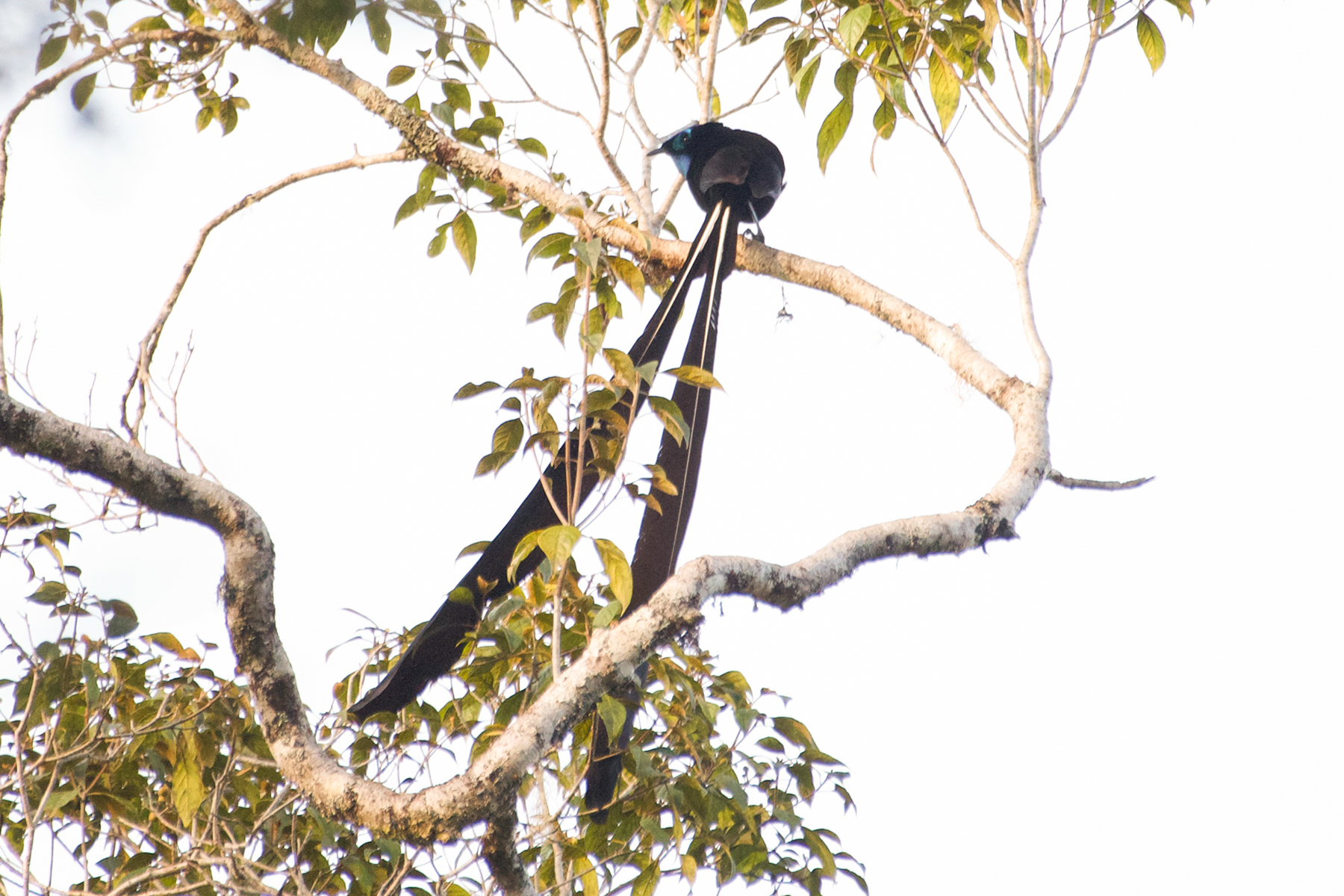 Stephanie's Astrapia male (image by Phil Hansbro)