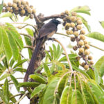 Stephanie's Astrapia female (image by Phil Hansbro)