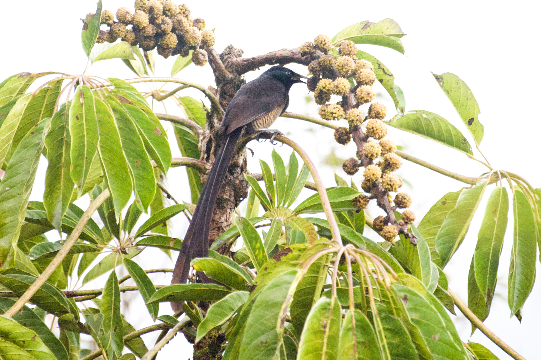 Stephanie's Astrapia female (image by Phil Hansbro)