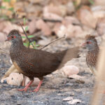 Stone Partridges (image by Diedert Koppenol)