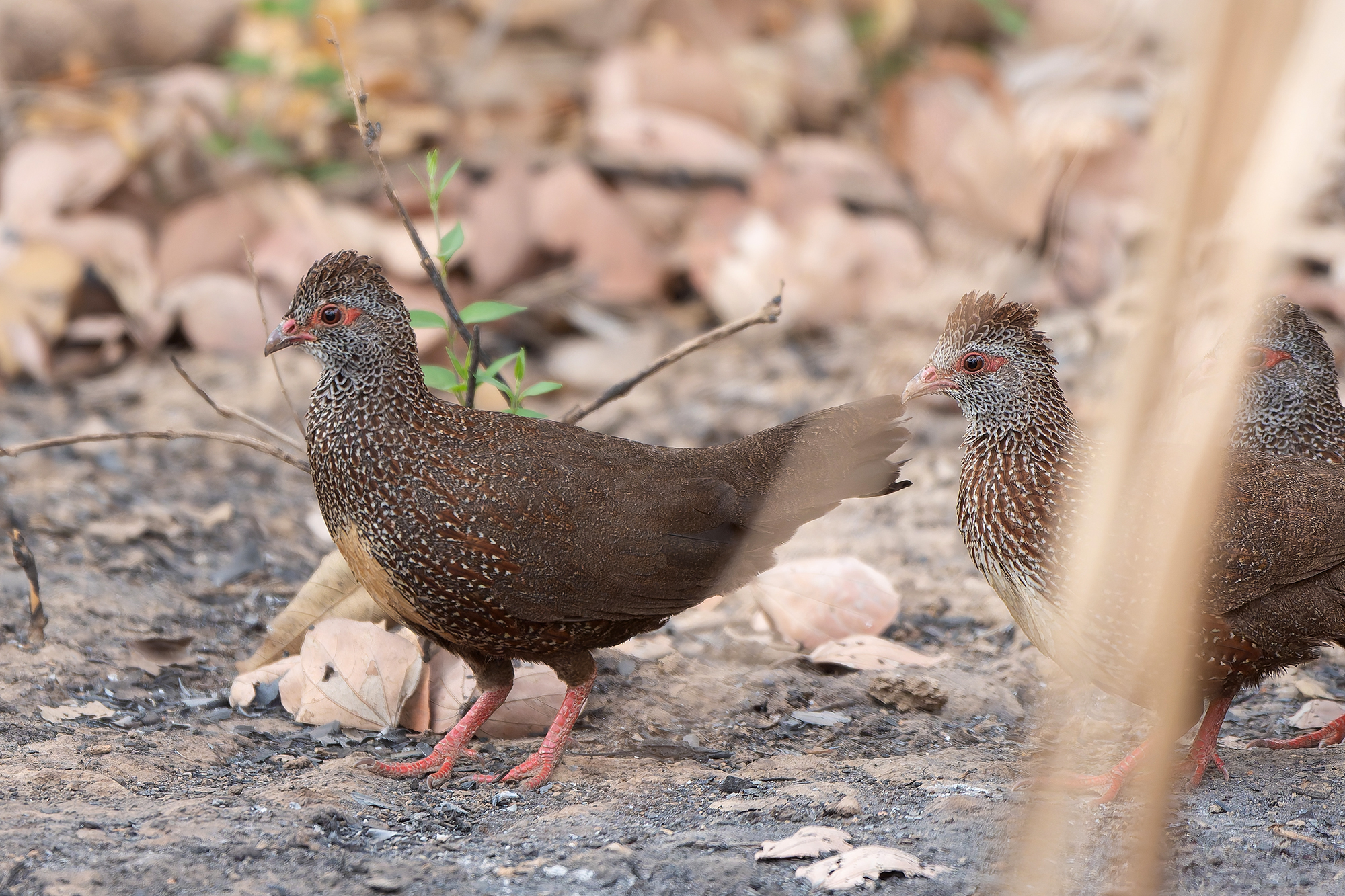 Stone Partridges (image by Diedert Koppenol)