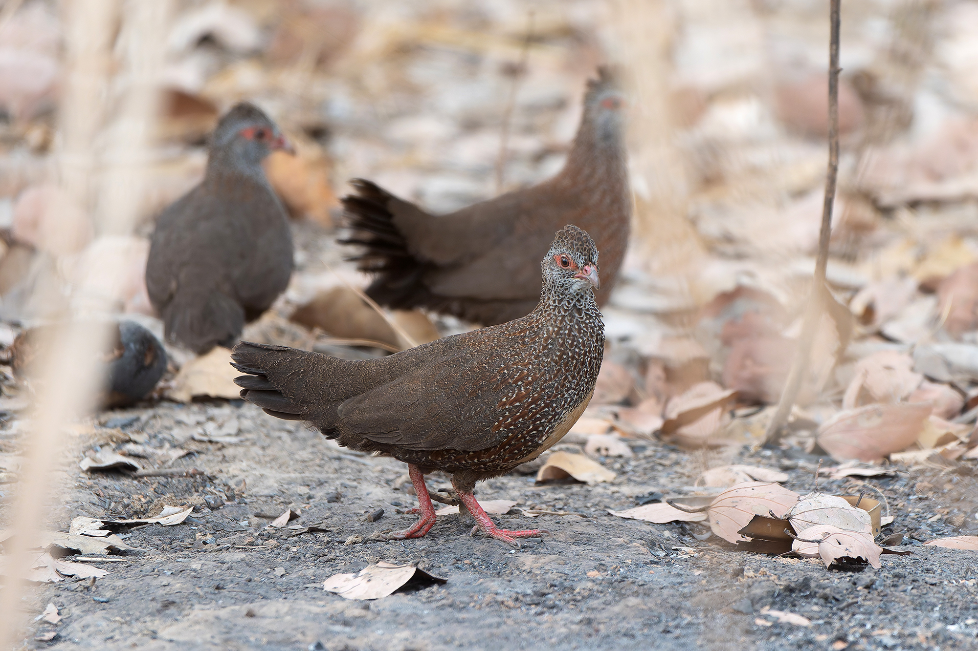 Stone Partridges (image by Diedert Koppenol)