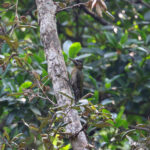 Streak-breasted Woodpecker (image by Mika Ohtonen)