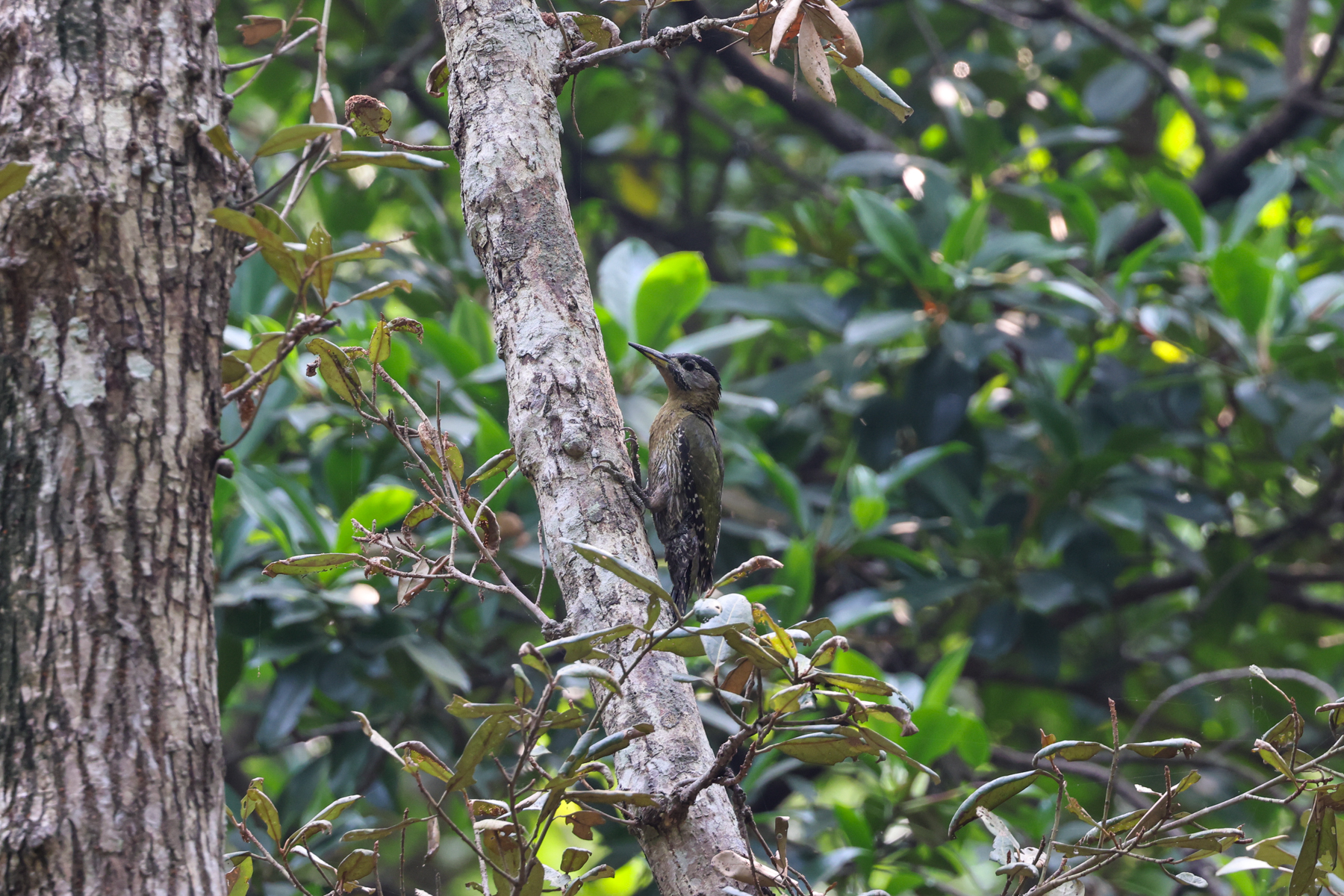 Streak-breasted Woodpecker (image by Mika Ohtonen)