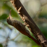 Streak-headed Woodcreeper (image by Eustace Barnes)