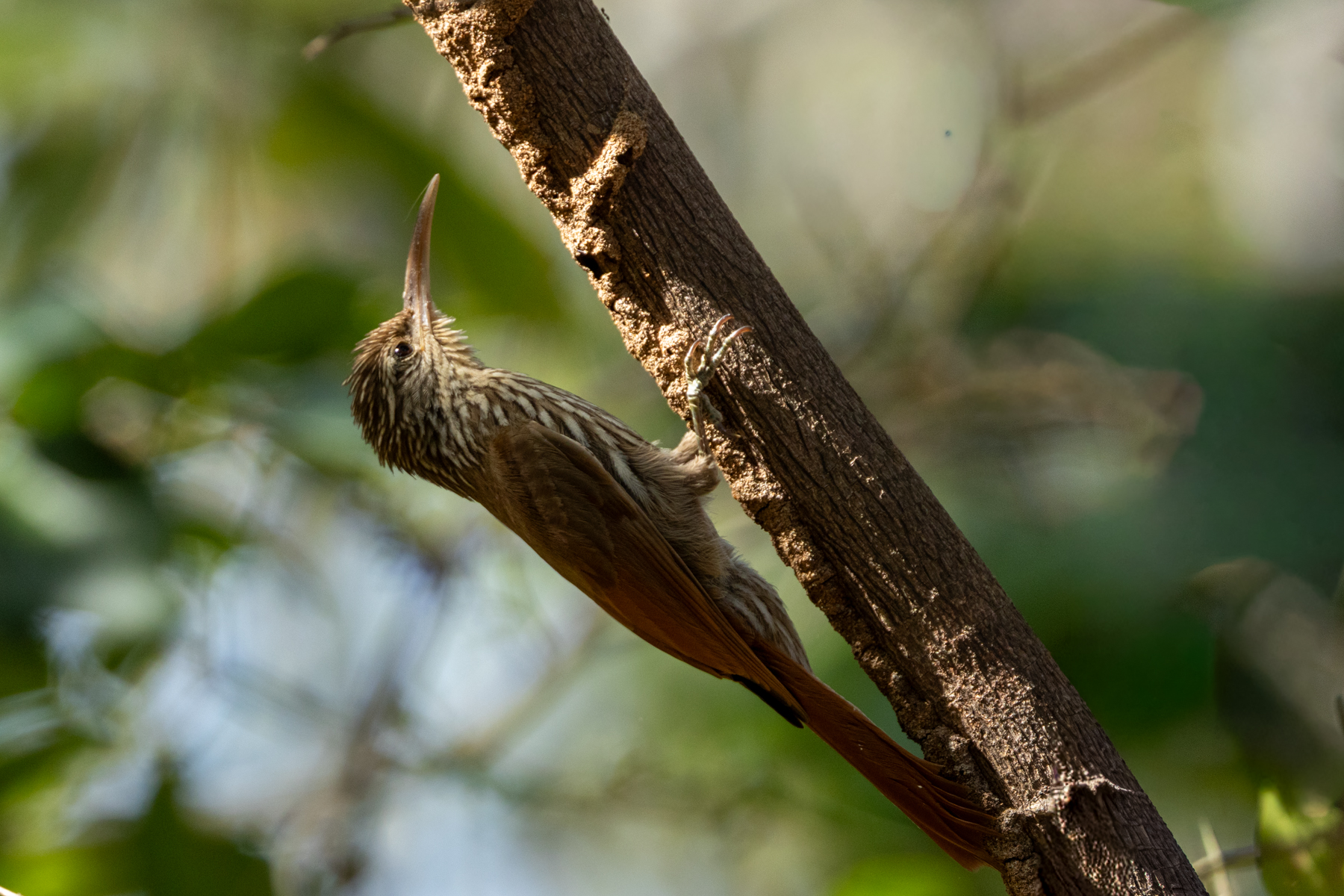 Streak-headed Woodcreeper (image by Eustace Barnes)