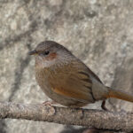 Streaked Laughingthrush (image by Hannu Jännes)