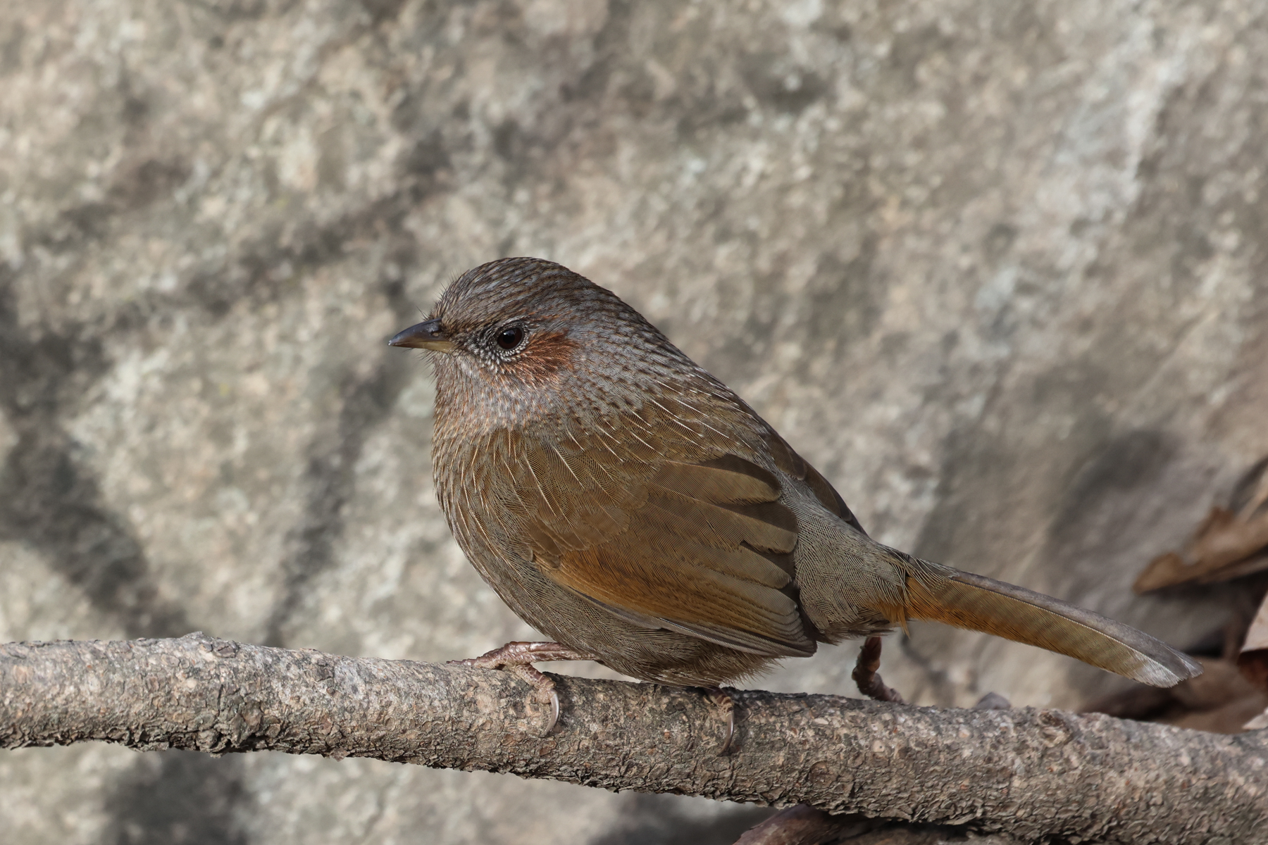 Streaked Laughingthrush (image by Hannu Jännes)