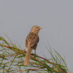 Striated Babbler (image by Hannu Jännes)