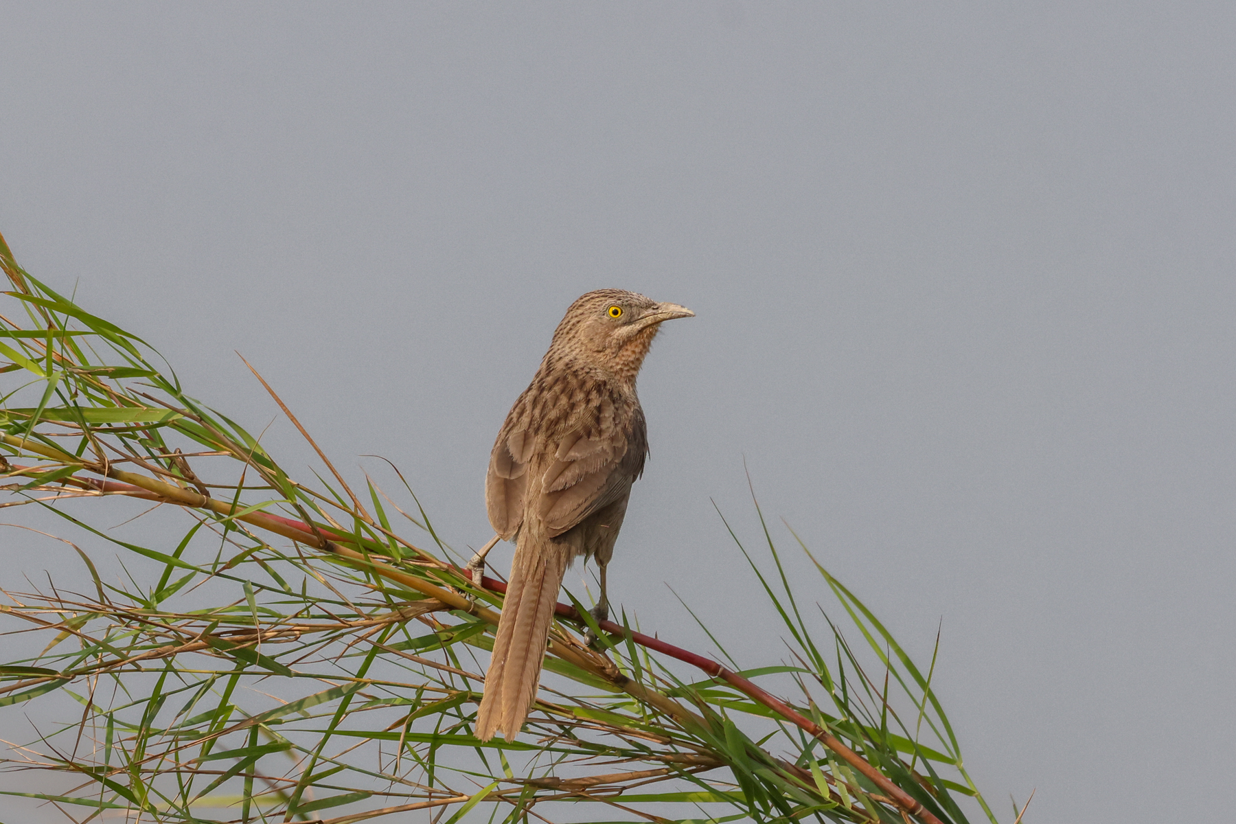 Striated Babbler (image by Hannu Jännes)