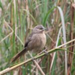 Striated Babbler (image by Hannu Jännes)