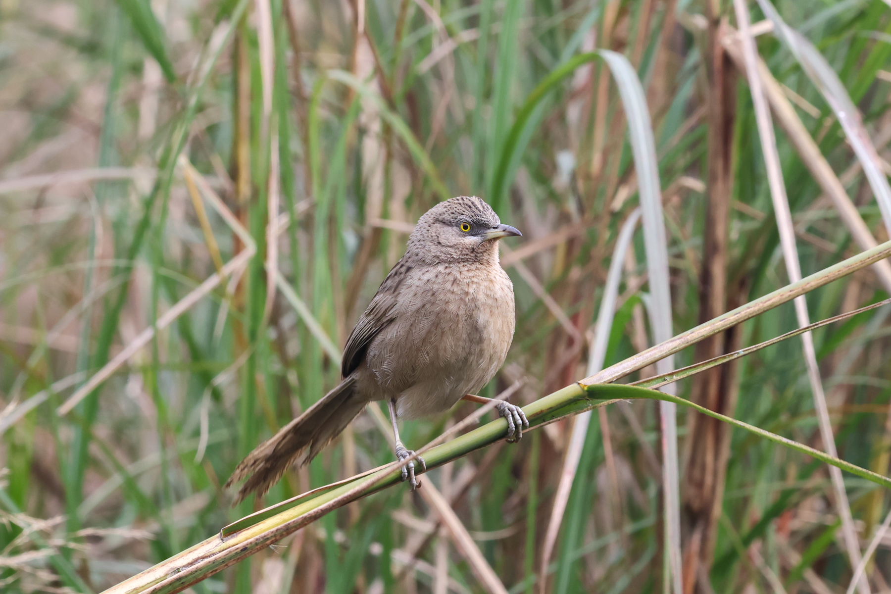 Striated Babbler (image by Hannu Jännes)