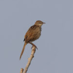 Striated Grassbird (image by Hannu Jännes)