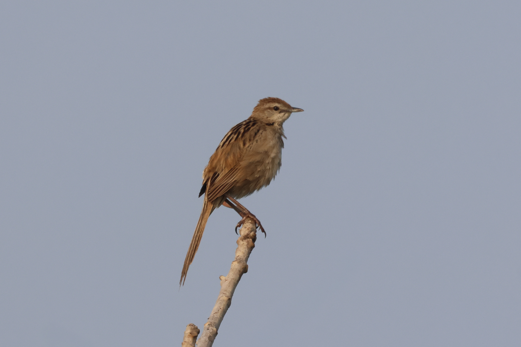 Striated Grassbird (image by Hannu Jännes)