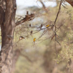 Sudan Golden Sparrows (image by Diedert Koppenol)