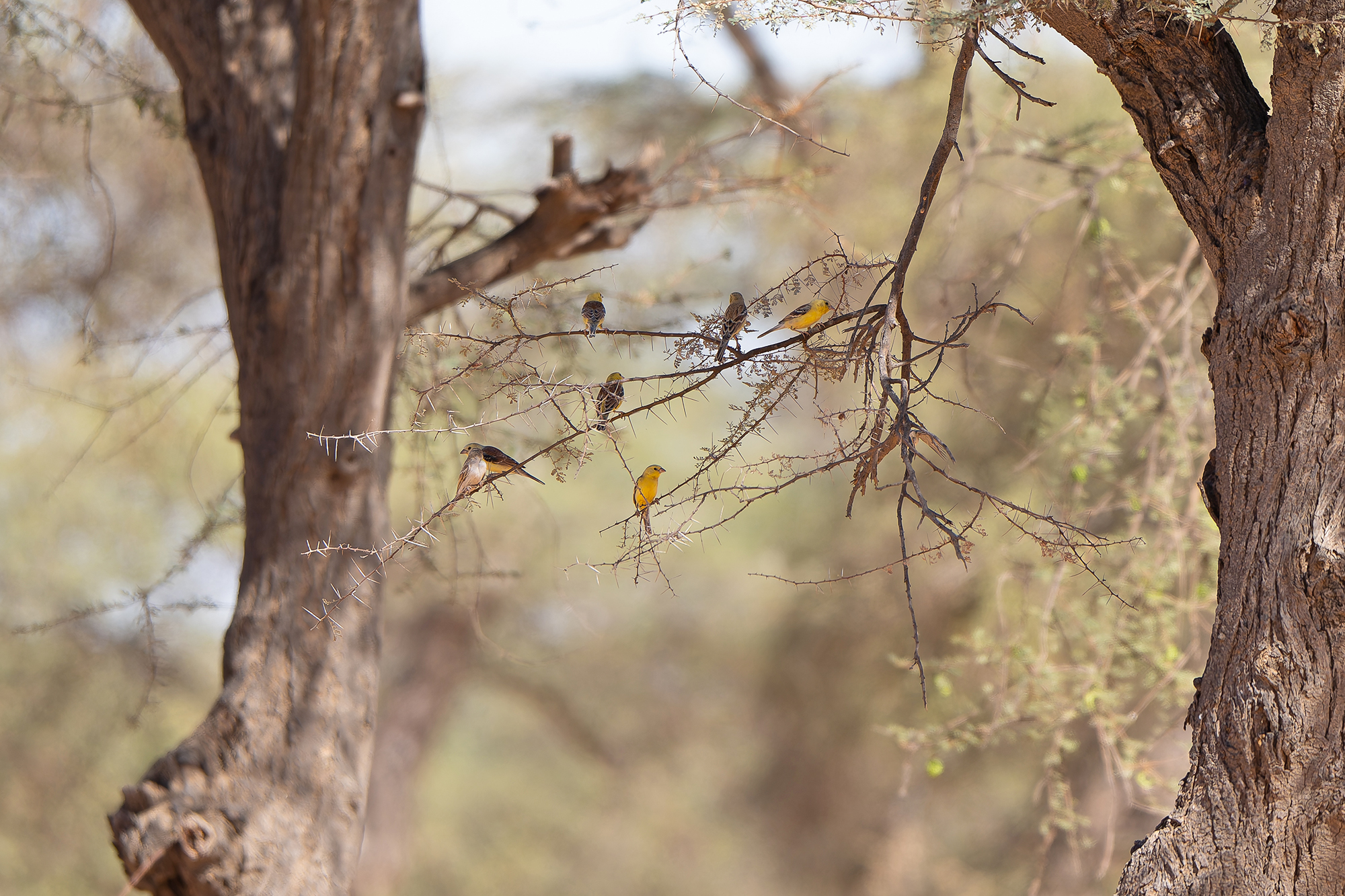 Sudan Golden Sparrows (image by Diedert Koppenol)