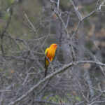 Sun Parakeet (image by Eustace Barnes)