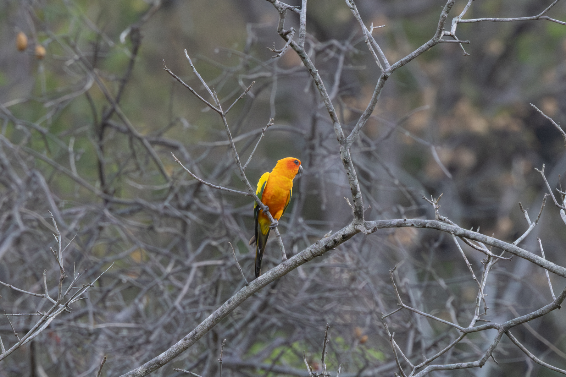 Sun Parakeet (image by Eustace Barnes)