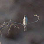Swamp Flycatcher (image by Diedert Koppenol)