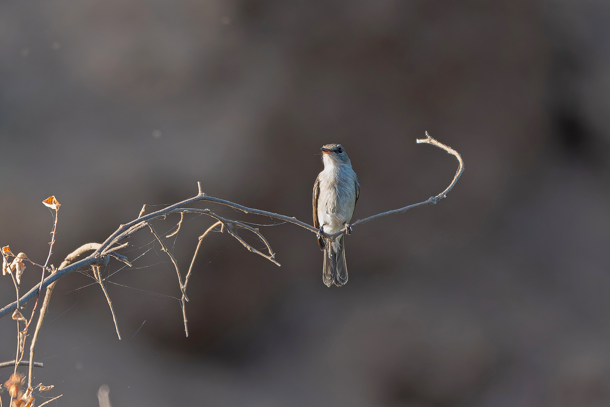 Swamp Flycatcher (image by Diedert Koppenol)