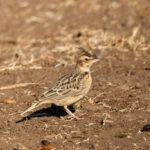 Sykes's Lark (image by Hannu Jännes)
