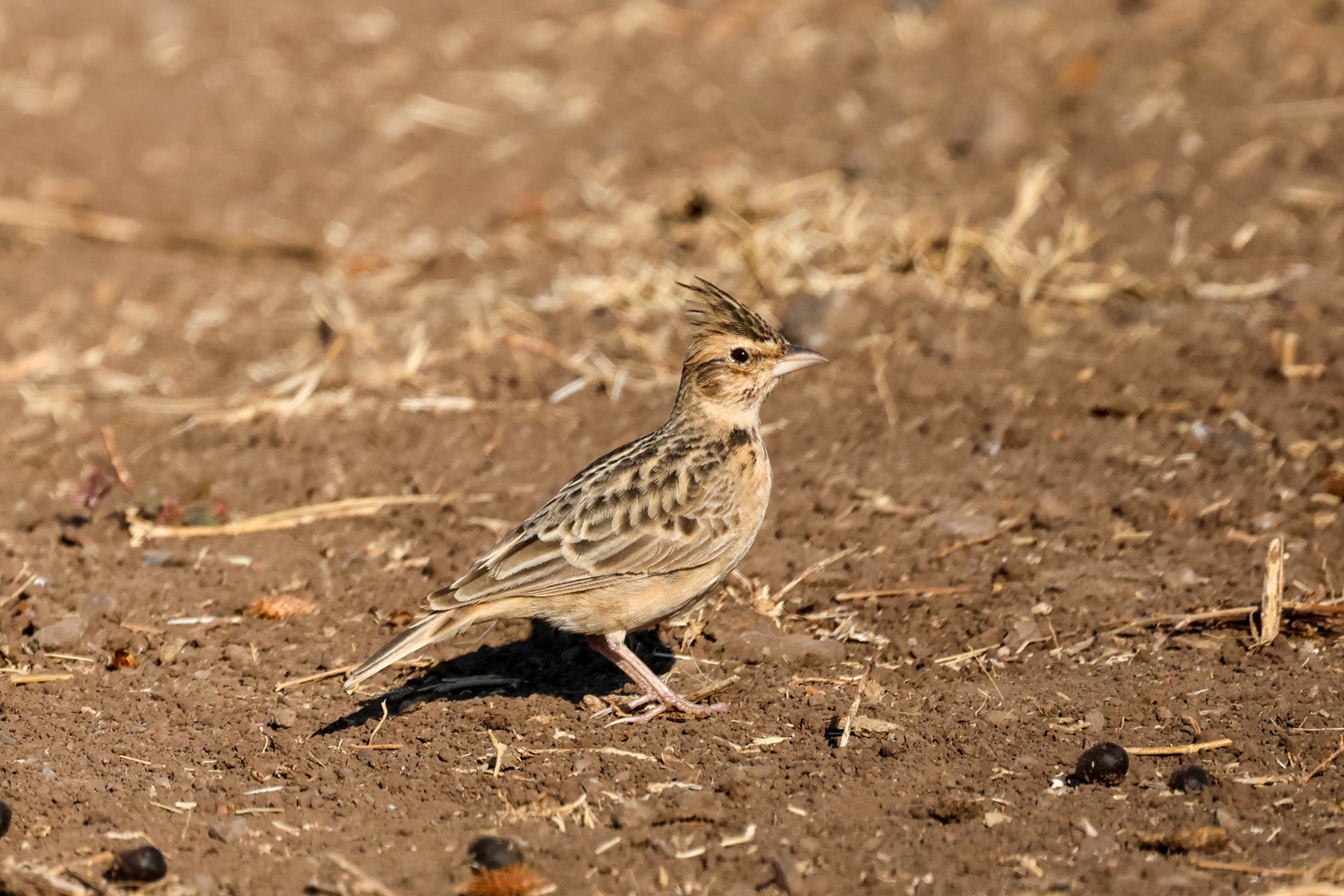 Sykes's Lark (image by Hannu Jännes)