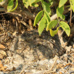 Sykes's Nightjar (image by Hannu Jännes)