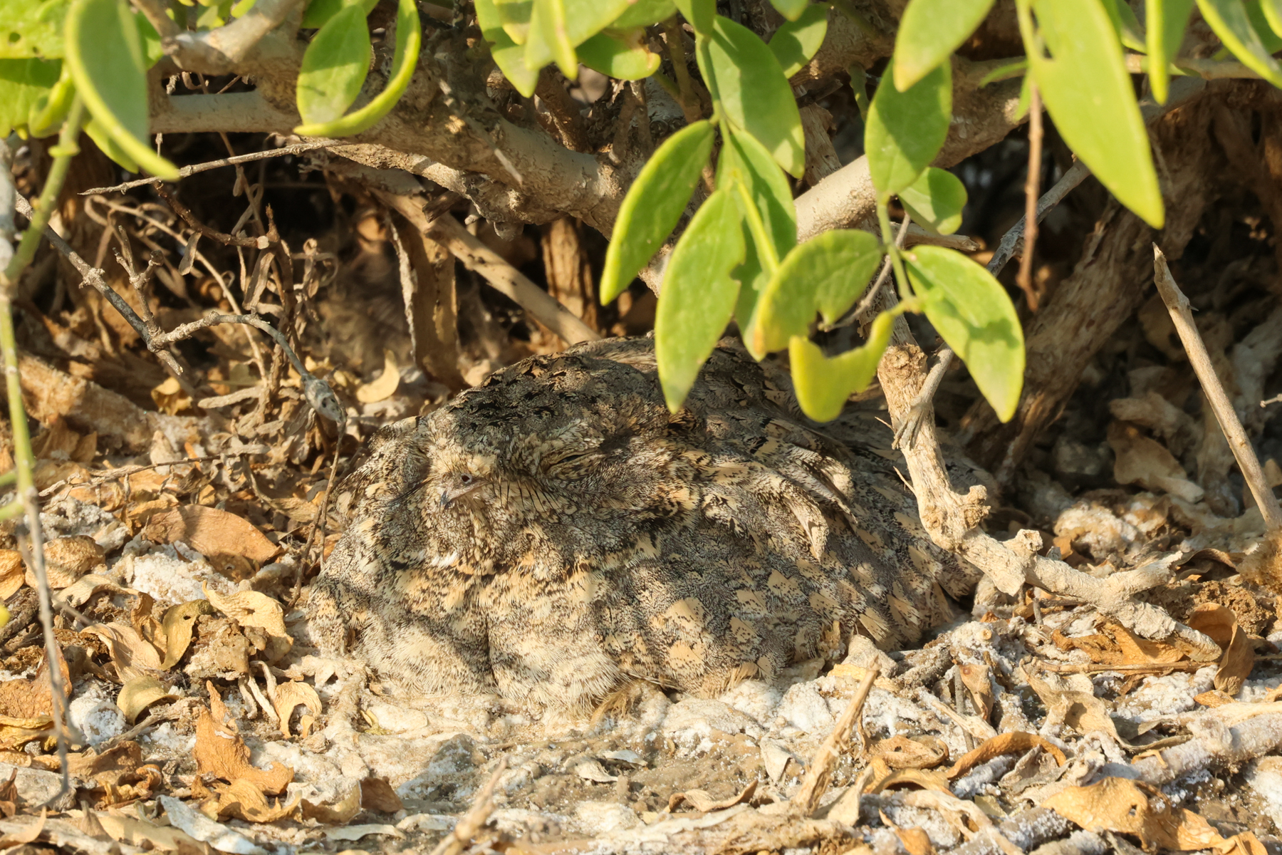Sykes's Nightjar (image by Hannu Jännes)