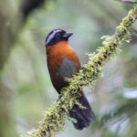Tanager Finch (image by Trevor Ellery)
