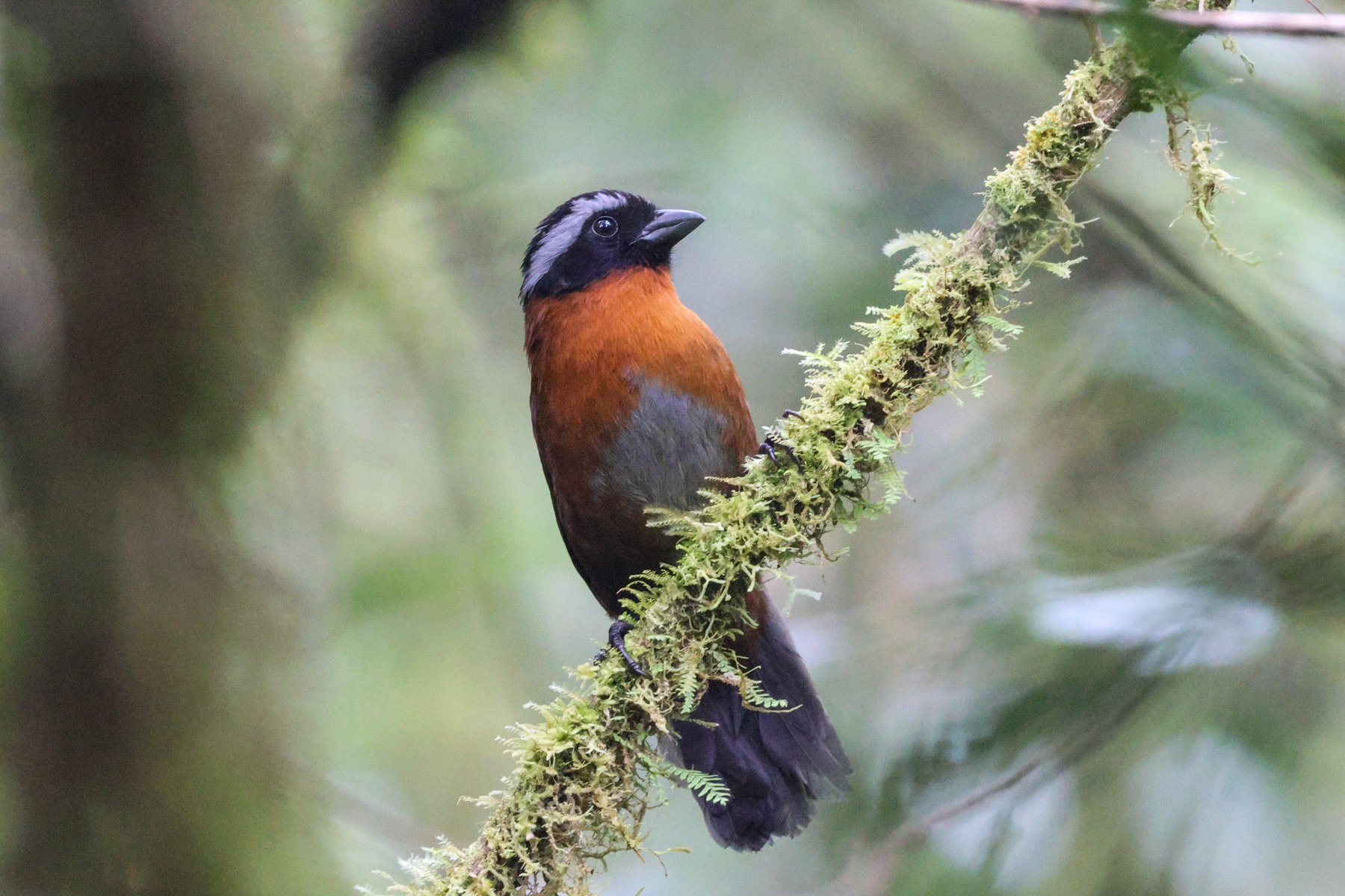Tanager Finch (image by Trevor Ellery)
