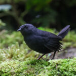 Tatama Tapaculo (image by Trevor Ellery)