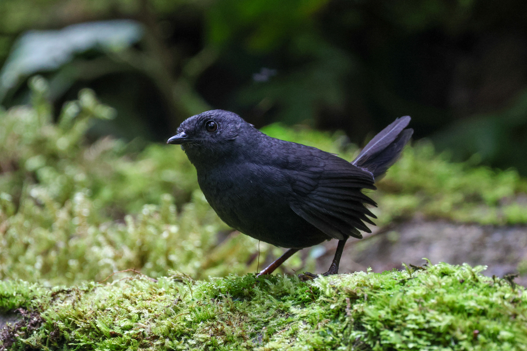 Tatama Tapaculo (image by Trevor Ellery)