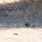 Temminck's Courser (image by Diedert Koppenol)