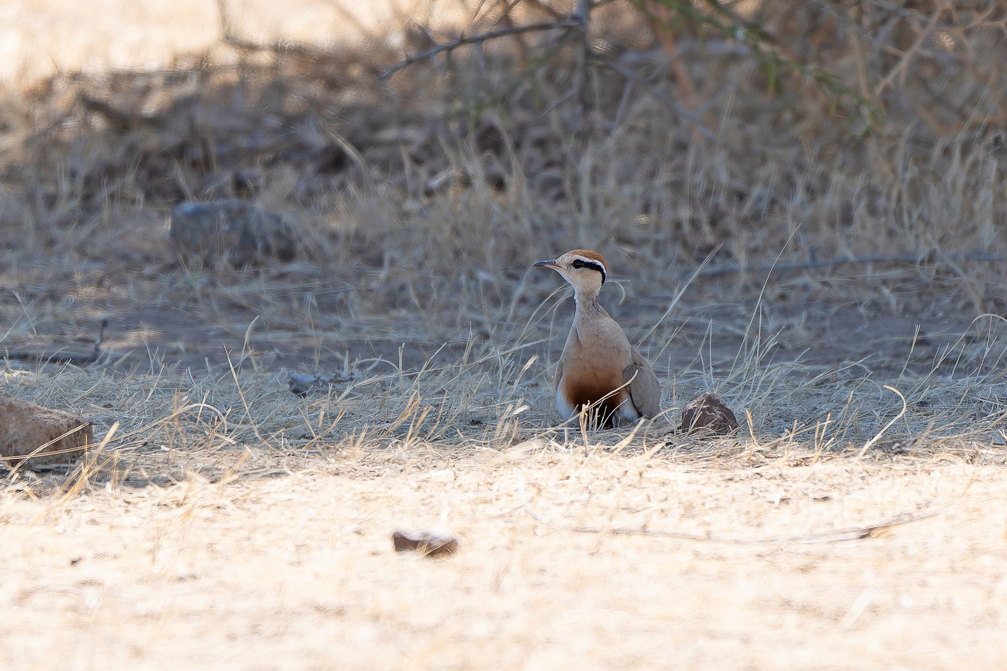 Temminck's Courser (image by Diedert Koppenol)