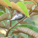 Thick-billed Berrypecker (image by Phil Hansbro)