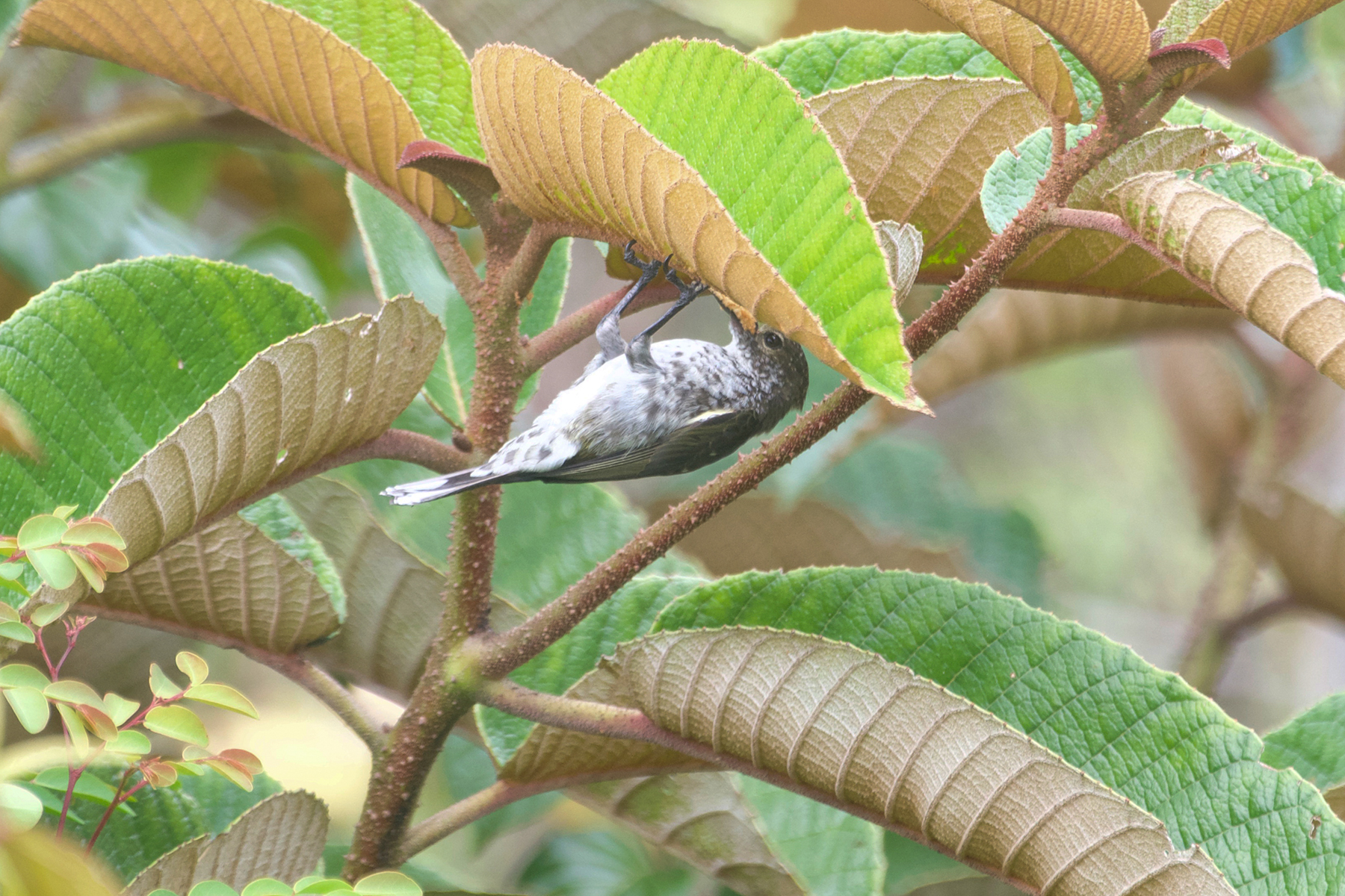 Thick-billed Berrypecker (image by Phil Hansbro)