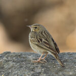 Tree Pipit (image by Hannu Jännes)