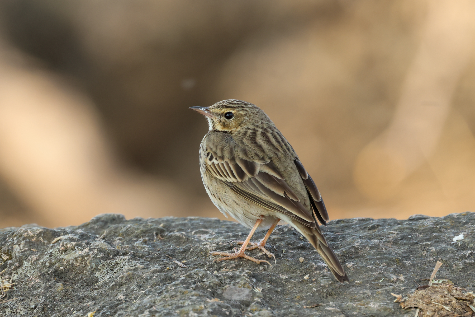 Tree Pipit (image by Hannu Jännes)