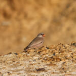 Trumpeter Finch (image by Hannu Jännes)
