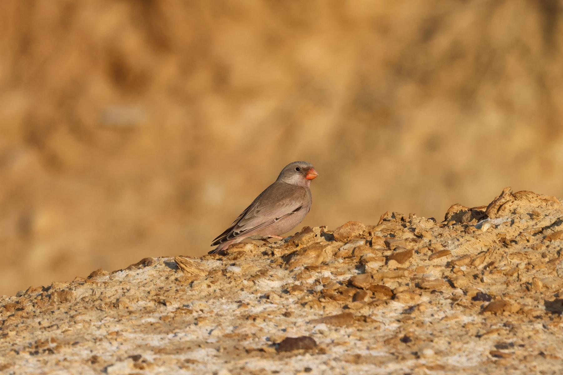 Trumpeter Finch (image by Hannu Jännes)