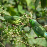 Turquoise-winged Parrotlets (image by Trevor Ellery)