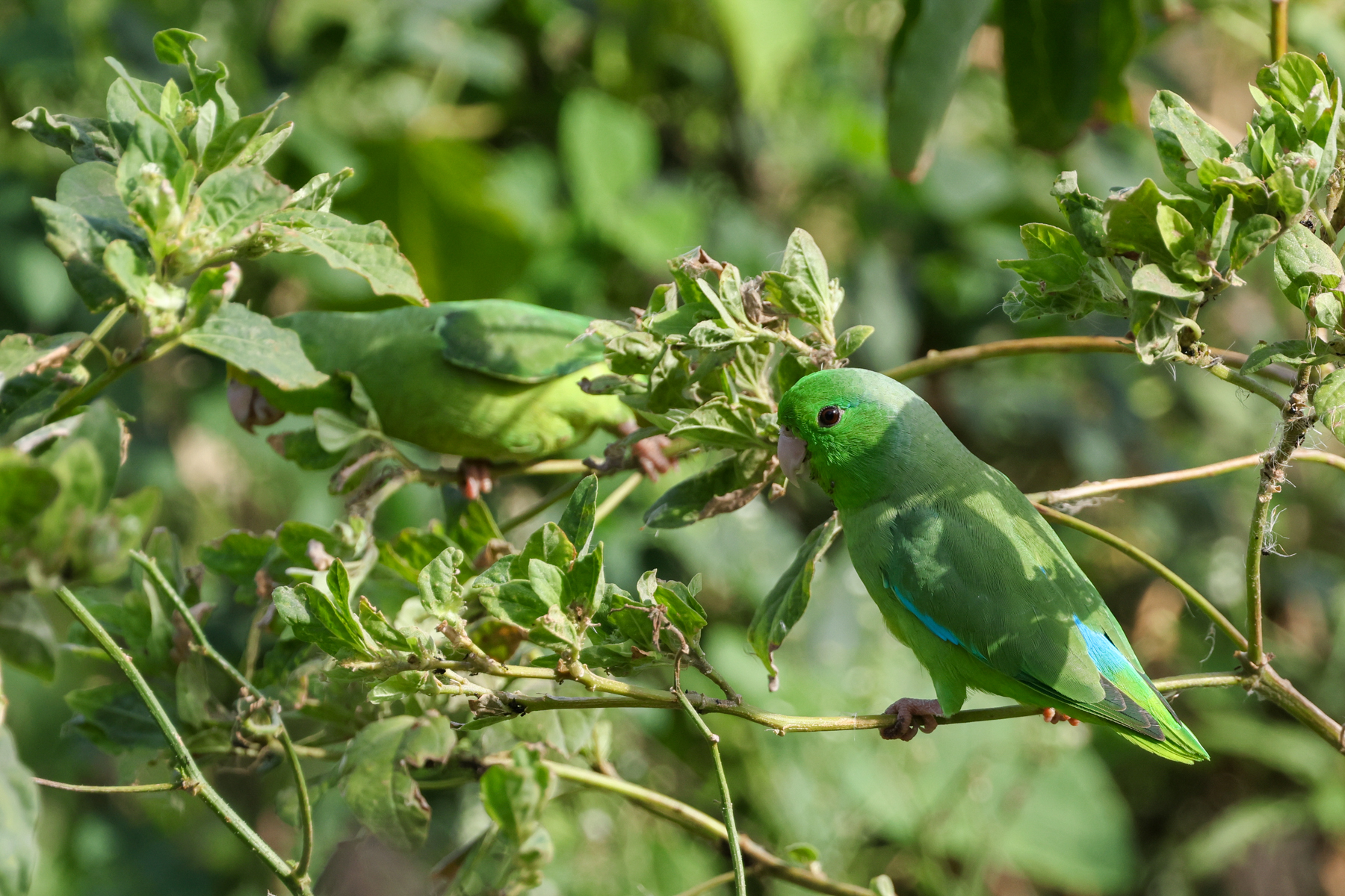 Turquoise-winged Parrotlets (image by Trevor Ellery)